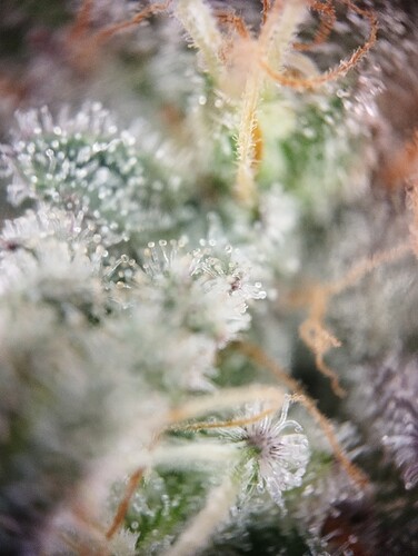 IMG_20250306_204001 - Kopie