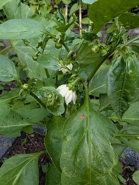 PXL_20250625_183647904