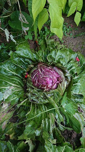 Growreport Bild 17