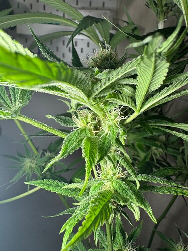 Growreport Bild 12