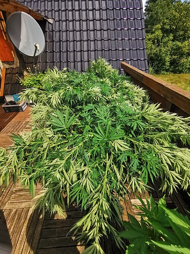 Growreport Bild 2