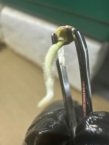 Growreport Bild 33