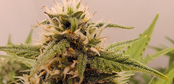 Growreport Bild 150
