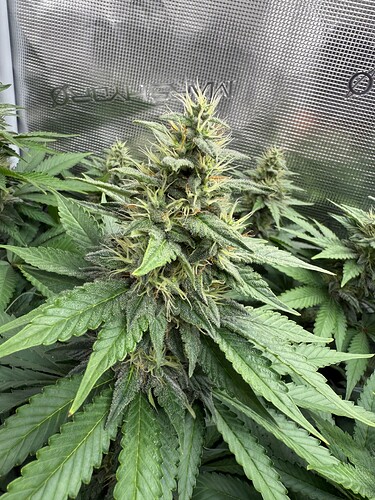 Growreport Bild 12