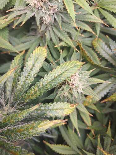Growreport Bild 8