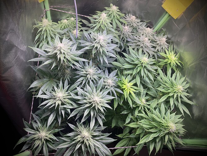 Growreport Bild 3