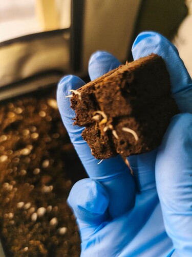 Growreport Bild 12
