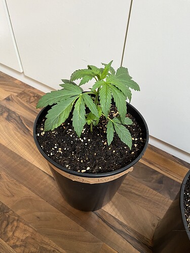 Growreport Bild 5