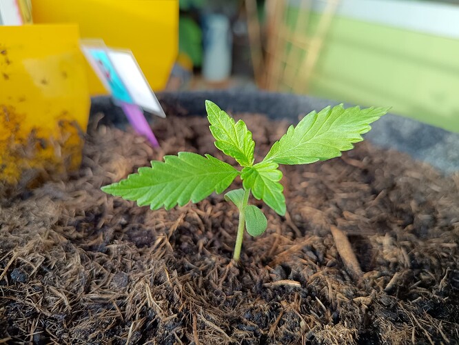 IMG_20240430_190034459