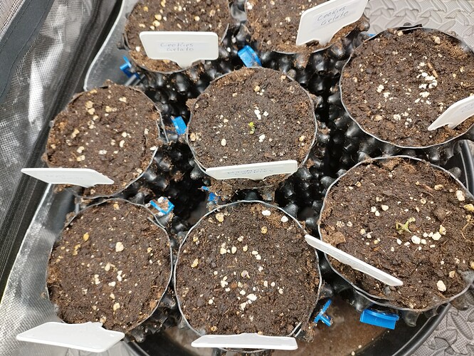 Mehrere kleine Cannabis-Keimlinge in Töpfen, einige mit Namensschildern.