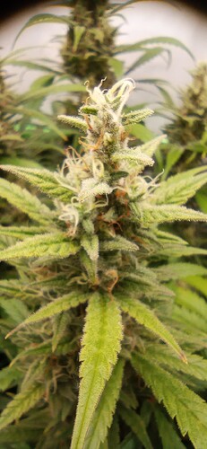 IMG_20240202_133036_1