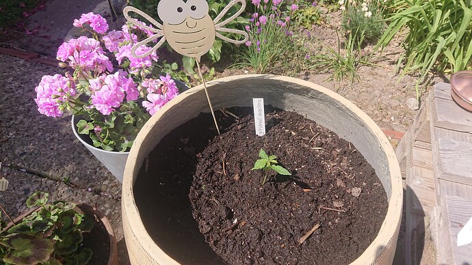 Growreport Bild 4
