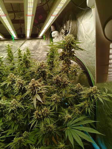 Mehrere blühende Cannabispflanzen unter LED-Wachstumslichtern in einer Growbox.