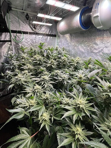 Growreport Bild 3