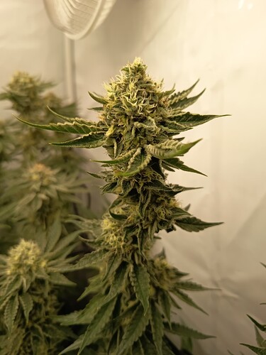 Growreport Bild 15
