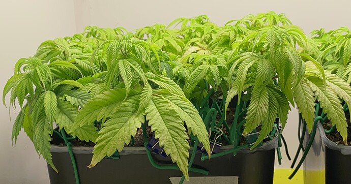 Growreport Bild 13