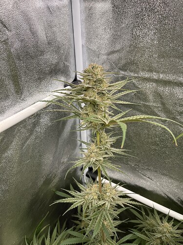 Growreport Bild 5