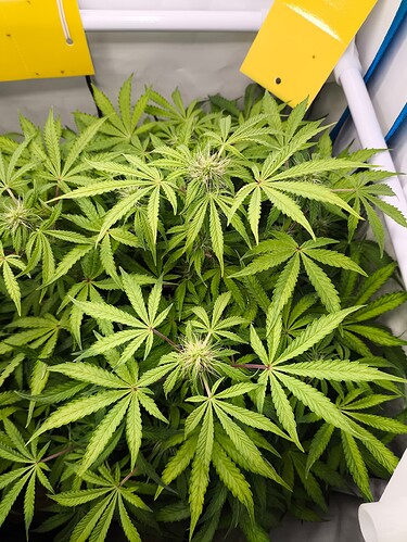 Growreport Bild 4