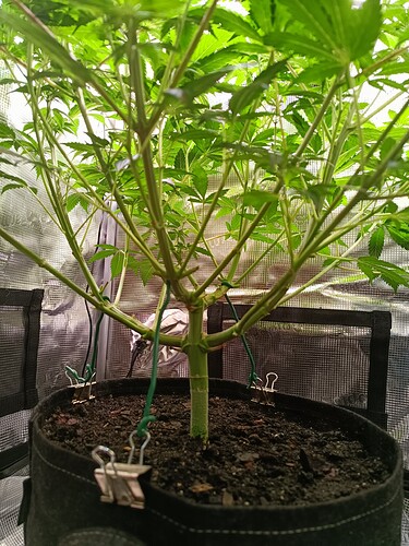 Growreport Bild 5