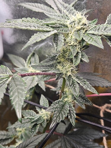 Growreport Bild 4