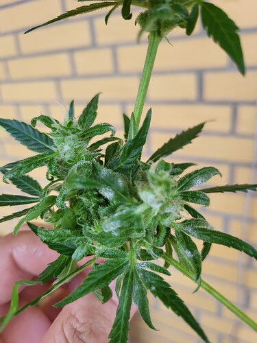 Growreport Bild 1