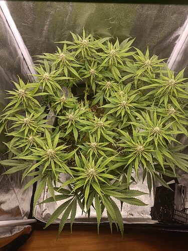 Growreport Bild 4