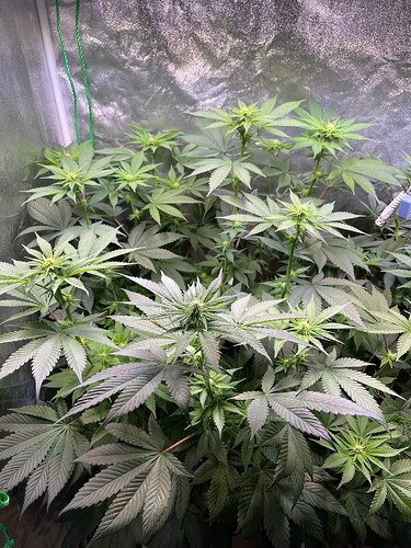 Growreport Bild 3