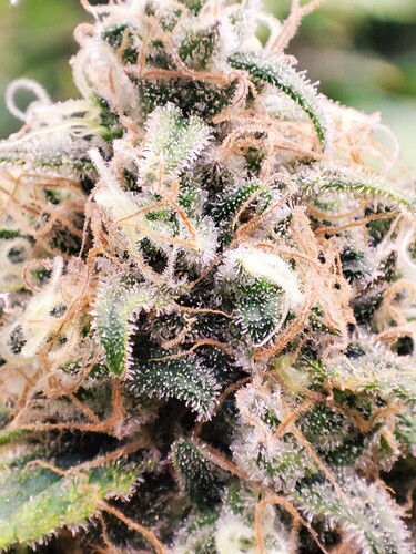 Growreport Bild 5