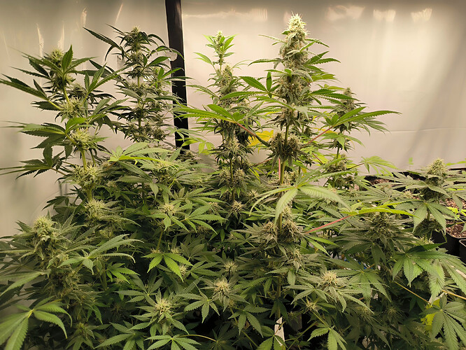 Growreport Bild 7