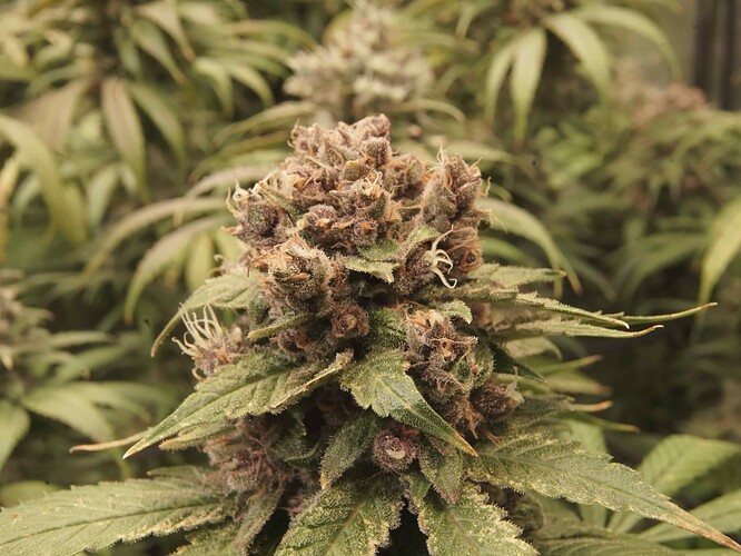 Growreport Bild 14