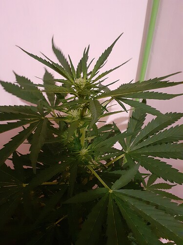 Growreport Bild 53
