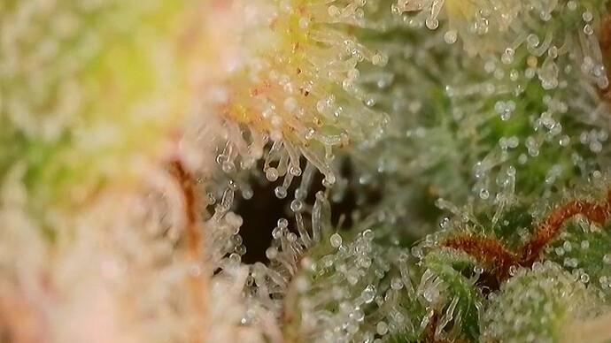 Growreport Bild 50