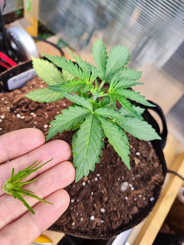 Growreport Bild 8