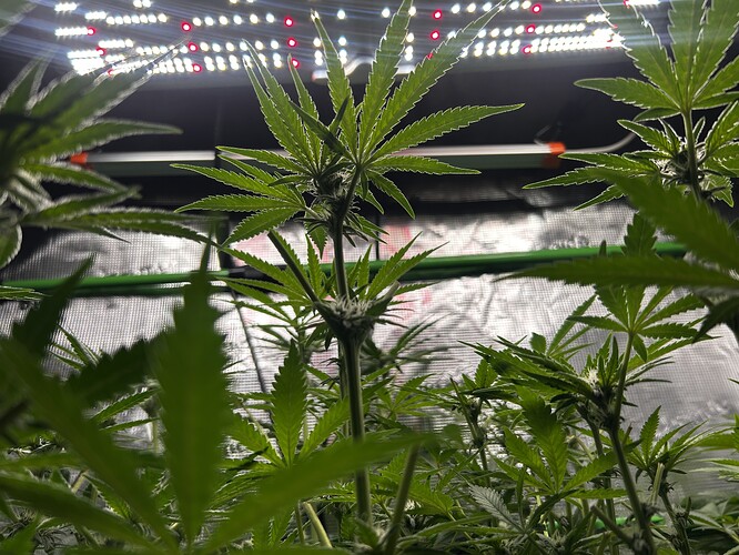 Growreport Bild 73