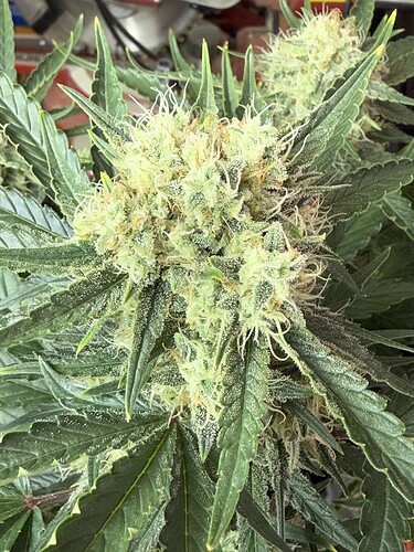 Growreport Bild 13