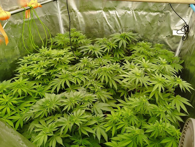 Growreport Bild 8