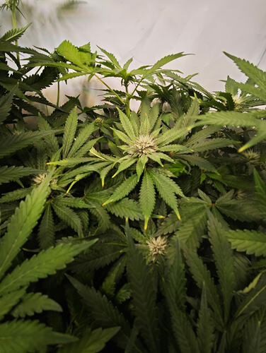 Growreport Bild 8