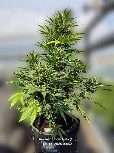 Hawaiian Snow Auto (Ganja Farmer)