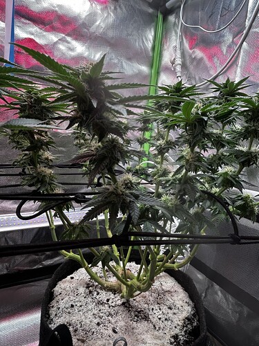 Growreport Bild 25