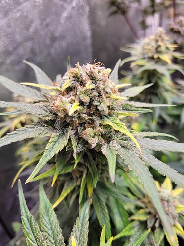 Growreport Bild 2