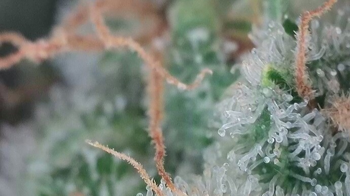 Growreport Bild 10