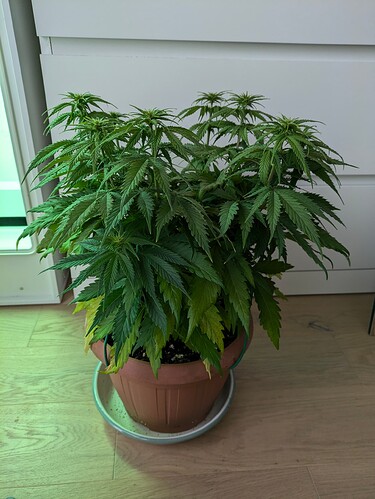 Growreport Bild 2