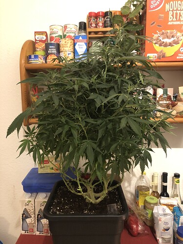 Growreport Bild 3