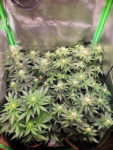 Growreport Bild 11
