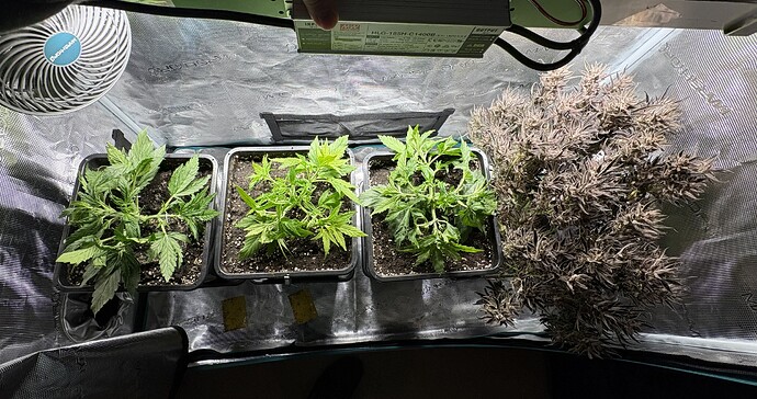 Growreport Bild 2