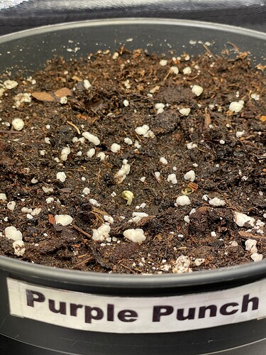 Growreport Bild 17