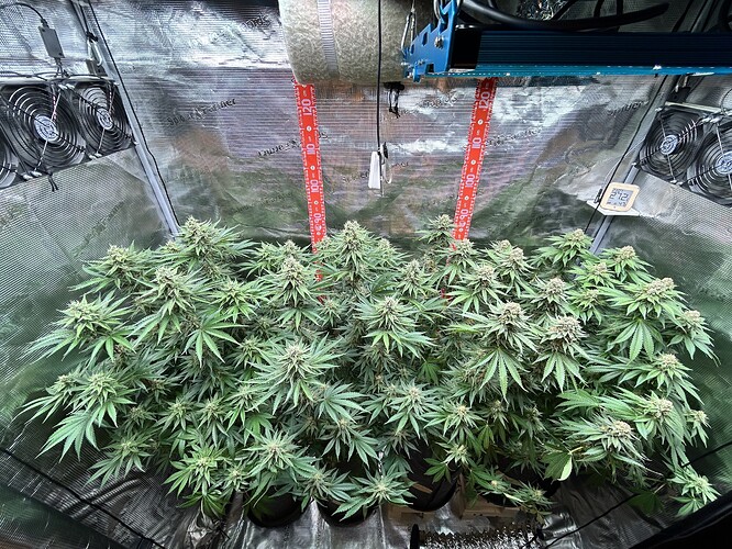 Mehrere blühende Cannabispflanzen in einem Growzelt mit LED-Beleuchtung und Messgeräten.
