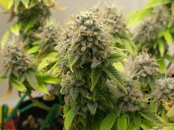 Growreport Bild 5