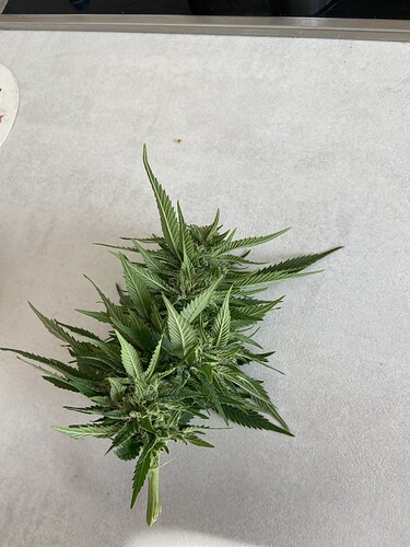 Growreport Bild 6
