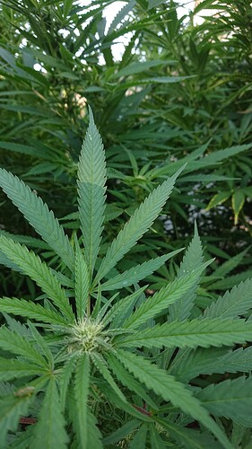 Growreport Bild 15